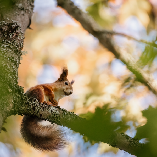 Orava istuu puun oksalla.