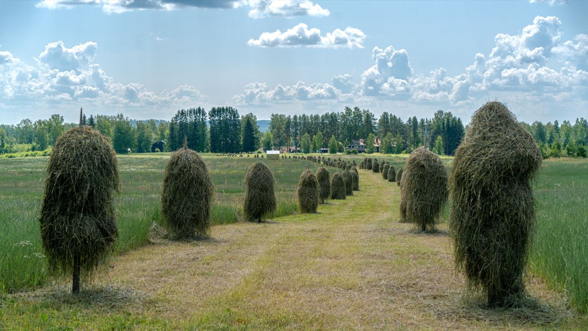 Heinäpelto, heinäseipäitä ja kuja pellolla. Pilviä taivaalla.